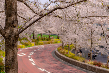 東京都港区六本木にある東京ミッドタウンに咲く桜