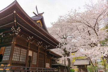 東京都新宿区西新宿にある新宿中央公園に咲く桜