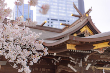 東京都新宿区西新宿にある新宿中央公園に咲く桜