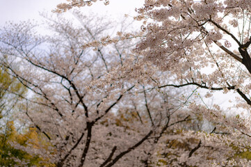 東京都新宿区西新宿にある新宿中央公園に咲く桜