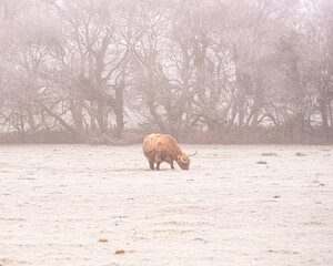 Lone highland cow in heavy frost
