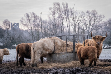 Fototapeta premium Highland cows in heavy frost