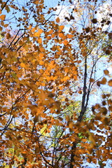 11月広島県民の森、ぼやけた枯葉。