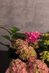Pink flower-head of an hydrangea plant over gray background.