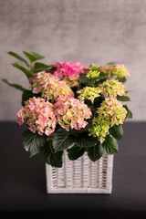 Hydrangea plant with several colorful flower-heads inside a wicker basket over gray background.