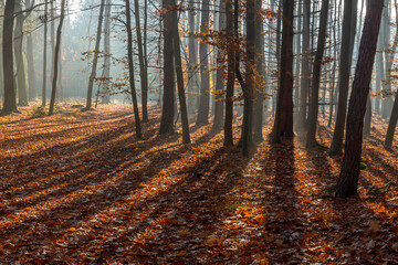 Obraz premium Autumn oak forest, Czech Republic, Pilsen region