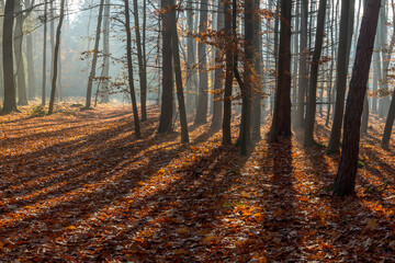 Autumn oak forest, Czech Republic, Pilsen region