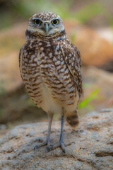 2021-03-27 AN ISOLATED ADULT BURROWING OWL WITH BRIGHT YELLOW RIMMED EYES