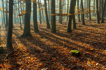 Autumn oak forest, Czech Republic, Pilsen region