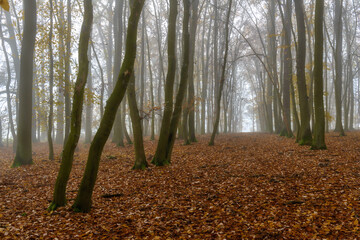 Autumn oak forest, Czech Republic, Pilsen region