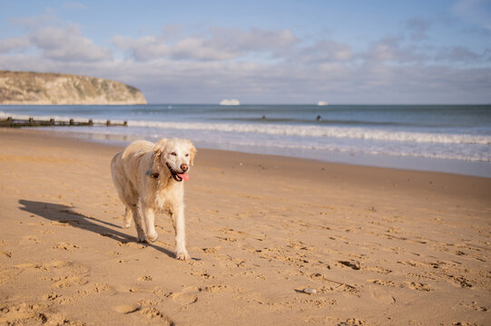 Happy golden retriever playing at the beach