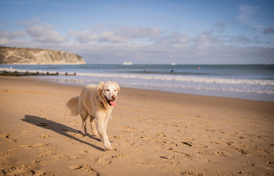 Happy golden retriever playing at the beach