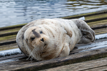 A large adult bearded seal lying on a wooden slipway near the ocean.  The wild seal has a light grey coloured wet spotted fur coat, black heart shaped nose and long white curly whiskers.