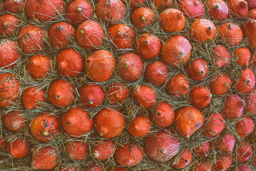 Fototapeta premium orange little pumpkin lots of vegetables stacked in a wall vegetable pattern