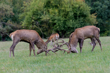 Naklejka na ściany i meble Carpathian red deer, deer rut, deer duel, Czech Republic, Chodsko