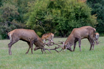 Naklejka na ściany i meble Carpathian red deer, deer rut, deer duel, Czech Republic, Chodsko