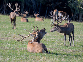 Obraz premium Carpathian red deer, red deer rut, Czech Republic, Chodsko