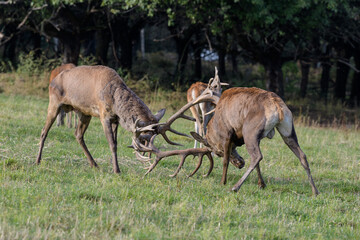 Carpathian red deer, deer rut, deer duel, Czech Republic, Chodsko