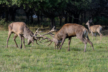 Carpathian red deer, deer rut, deer duel, Czech Republic, Chodsko