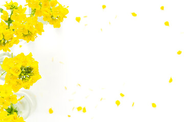 菜の花　黄色い花の白背景