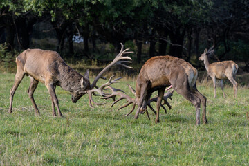 Carpathian red deer, deer rut, deer duel, Czech Republic, Chodsko