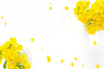 菜の花　黄色い花の白背景