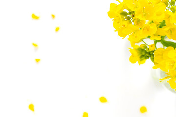 菜の花　黄色い花の白背景