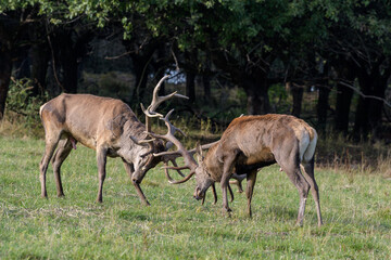 Carpathian red deer, deer rut, deer duel, Czech Republic, Chodsko