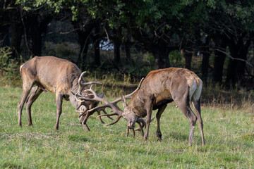 Carpathian red deer, deer rut, deer duel, Czech Republic, Chodsko