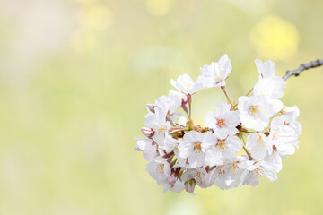 黄色い菜の花畑を背景に咲く白い桜の花