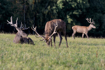 Carpathian red deer, red deer rut, Czech Republic, Chodsko