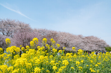 桜と菜の花が満開になった幸手権現堂公園の桜並木