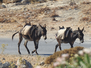 Two donkeys are walking down the street in a dry climate © Rafal
