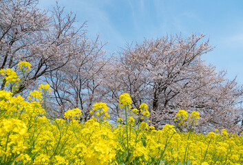 利根川沿いの土手で満開になった菜の花と桜の花