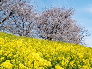 Fototapeta premium 利根川沿いの土手で満開になった菜の花と桜の花