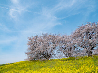 利根川沿いの土手で満開になった菜の花と桜の花
