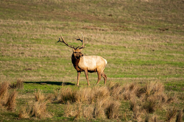 Tule elk  