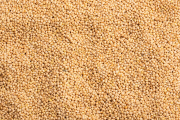 Organic white millet seeds - Healthy Food