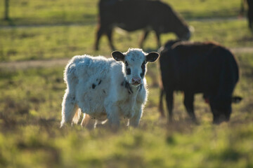 black and white cows
