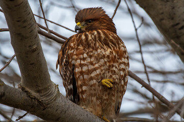 tailed hawk perched on branch