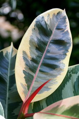 Close up of a white and green leaf of Rubber plant Ruby 'Tineke'