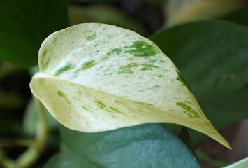 White and green leaf of Snow Queen Pothos plant