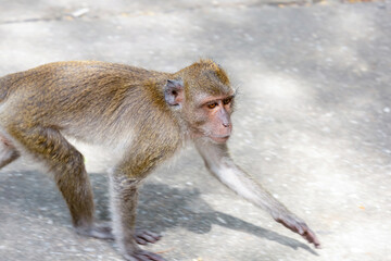 macaque with long legs crabeater looking for food