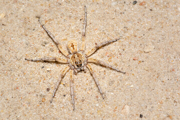 Small Australian Wolf Spider