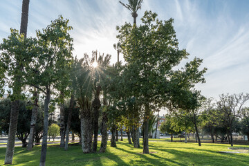 Palmeras con el sol penetrando por sus ramas