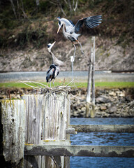 Blue Herons - one about to land