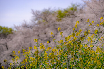 東京都千代田区九段の千鳥ケ淵に咲く桜と菜の花