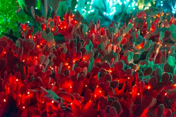 Photo sur Plexiglas Cactus Jardin botanique de cactus las vegas. - décembre 2019 Affichage lumineux coloré de cactus
