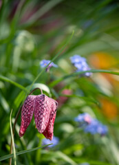Stunning Snake's Head Fritillary flowers growing wild in the grass, outside Eastcote House Gardens, London Borough of Hillingdon, UK. 