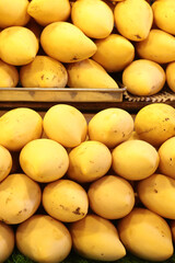 thailand mango yellow set vertical counter close-up, fruit background